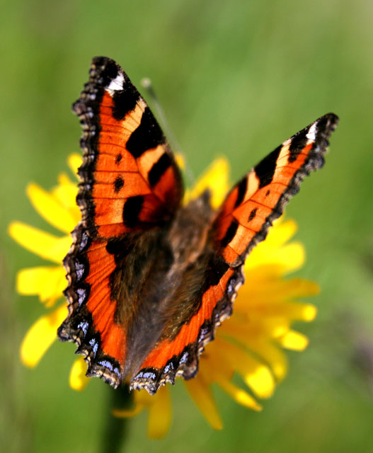Aglais urticae - Copyright Denis Bourgeois